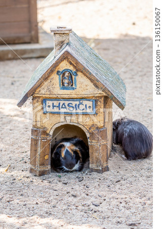 Guinea pig (latin name Cavia aperea f. porcellus) is resting near small house. Translation of the HASICI title is FIREFIGHTERS. Guinea pig (latin name Cavia aperea f. porcellus) is resting near small house. Translation of the HASICI title is FIREFIGHTERS. 136150067