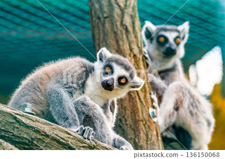 Lemur catta animal, detail of head. Mammal naturally living on Madagascar. Lemur catta animal, detail of head. Mammal naturally living on Madagascar. 136150068