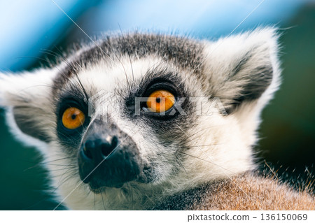 Lemur catta animal, detail of head. Mammal naturally living on Madagascar. 136150069