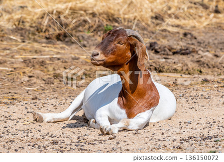 Boer goat animal (latin name Capra Hircus) is sleeping at the ground. Concept of farming. Boer goat animal (latin name Capra Hircus) is sleeping at the ground. Concept of farming. 136150072