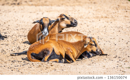 Group of cameroun sheeps (latin name Ovis aries aries) is resting at the ground. Group of cameroun sheeps (latin name Ovis aries aries) is resting at the ground. 136150074