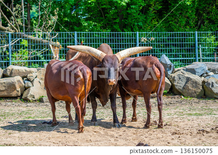 The ankole cattle (latin name Bos primigenius f. taurus) watusi animal. 136150075