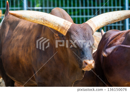 The ankole cattle (latin name Bos primigenius f. taurus) watusi animal. 136150076