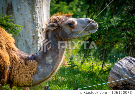 Camelus bactrianus Camelus bactrianus 136150078