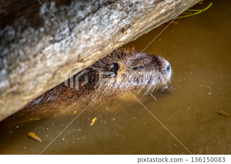 Myocastor coypus also known as nutria, is a giant herbivore that lives along the banks of rivers Myocastor coypus also known as nutria, is a giant herbivore that lives along the banks of rivers 136150083