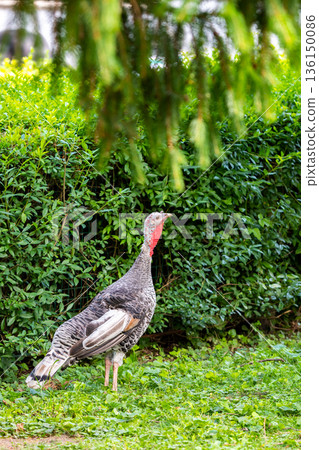 The turkey bird (latin name Meleagris gallopavo f. domestica) is standing on the grass. Green background. 136150086