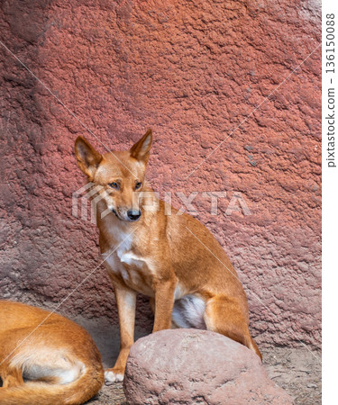 Dingo dog (latin name Canis lupus dingo) is resting at the ground. 136150088