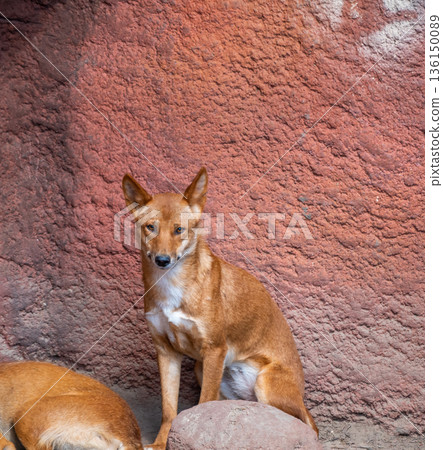 Dingo dog (latin name Canis lupus dingo) is resting at the ground. 136150089