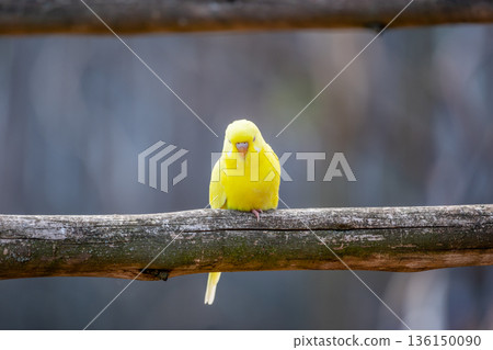 Budgerigar bird (latin name Melopsittacus undulatus). Multiple colored bird is famous pet. 136150090