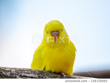 Budgerigar bird (latin name Melopsittacus undulatus). Multiple colored bird is famous pet. Budgerigar bird (latin name Melopsittacus undulatus). Multiple colored bird is famous pet. 136150093