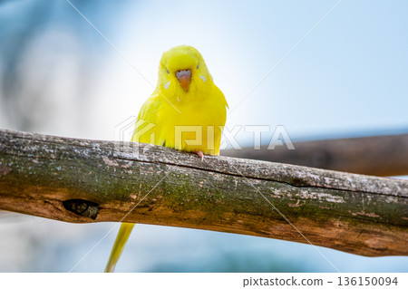 Budgerigar bird (latin name Melopsittacus undulatus). Multiple colored bird is famous pet. Budgerigar bird (latin name Melopsittacus undulatus). Multiple colored bird is famous pet. 136150094