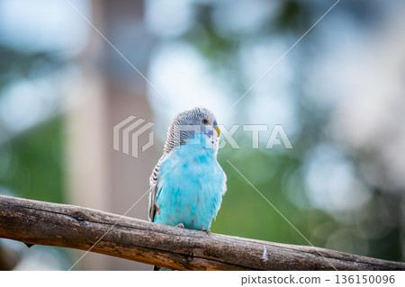 Budgerigar bird (latin name Melopsittacus undulatus). Multiple colored bird is famous pet. Budgerigar bird (latin name Melopsittacus undulatus). Multiple colored bird is famous pet. 136150096