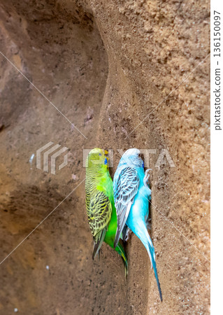 Budgerigar bird (latin name Melopsittacus undulatus). Multiple colored bird is famous pet. Budgerigar bird (latin name Melopsittacus undulatus). Multiple colored bird is famous pet. 136150097