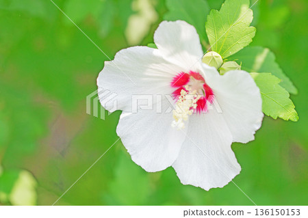 Flowers around the house, various in the four seasons. Beautiful white Rose of Sharon flowers have begun to bloom in the park in early summer. Flowers around the house, various in the four seasons. Beautiful white Rose of Sharon flowers have begun to bloom in the park in early summer. 136150153