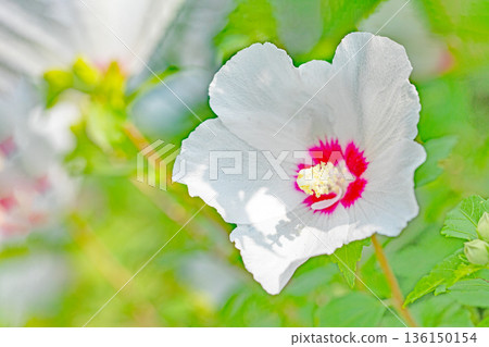 房子周圍鮮花盛開 — 各個季節 — 美麗的白色莎倫玫瑰花已在初夏在公園裡開始綻放 房子周圍鮮花盛開 — 各個季節 — 美麗的白色莎倫玫瑰花已在初夏在公園裡開始綻放 136150154