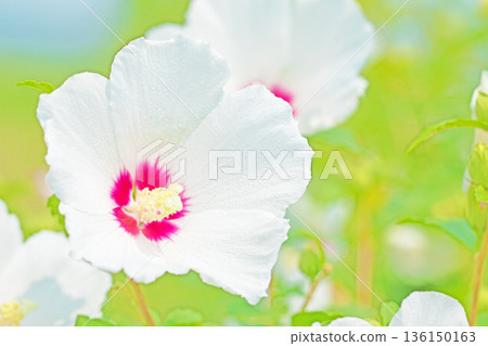 Flowers around the house, various in the four seasons. Beautiful white Rose of Sharon flowers have begun to bloom in the park in early summer. Flowers around the house, various in the four seasons. Beautiful white Rose of Sharon flowers have begun to bloom in the park in early summer. 136150163