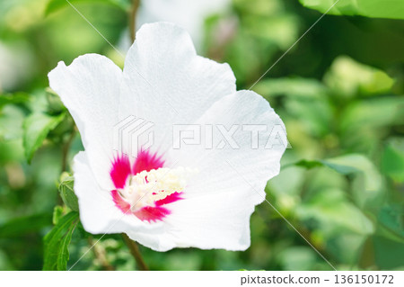 房子周圍鮮花盛開 — 各個季節 — 美麗的白色莎倫玫瑰花已在初夏在公園裡開始綻放 房子周圍鮮花盛開 — 各個季節 — 美麗的白色莎倫玫瑰花已在初夏在公園裡開始綻放 136150172