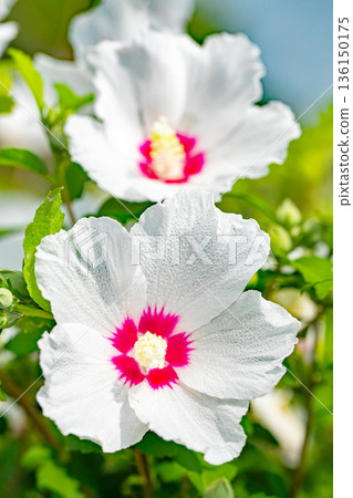 房子周圍鮮花盛開 — 各個季節 — 美麗的白色莎倫玫瑰花已在初夏在公園裡開始綻放 136150175