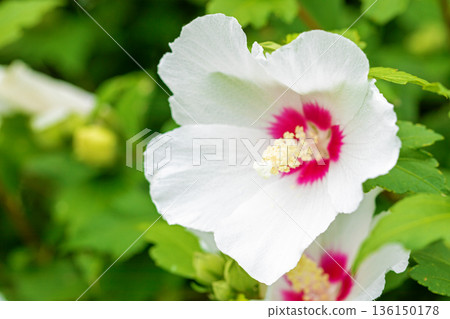 Flowers around the house, various in the four seasons. Beautiful white Rose of Sharon flowers have begun to bloom in the park in early summer. Flowers around the house, various in the four seasons. Beautiful white Rose of Sharon flowers have begun to bloom in the park in early summer. 136150178