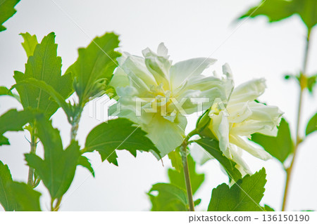 房子周圍鮮花盛開 — 各個季節 — 美麗的白色莎倫玫瑰花已在初夏在公園裡開始綻放 136150190