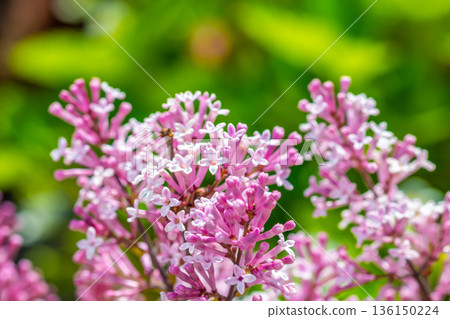 Close-up of the beautiful violet/pink flowers of the small plant Korean Lilac or Dwarf lilac lit by the sunlight, Syringa meyeri Close-up of the beautiful violet/pink flowers of the small plant Korean Lilac or Dwarf lilac lit by the sunlight, Syringa meyeri 136150224