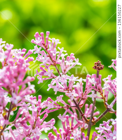 Close-up of the beautiful violet/pink flowers of the small plant Korean Lilac or Dwarf lilac lit by the sunlight, Syringa meyeri Close-up of the beautiful violet/pink flowers of the small plant Korean Lilac or Dwarf lilac lit by the sunlight, Syringa meyeri 136150227