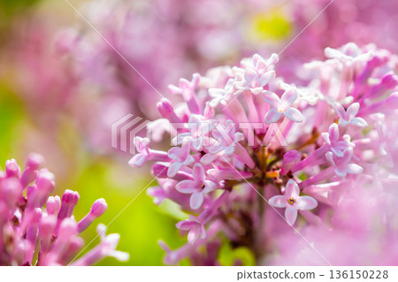 Close-up of the beautiful violet/pink flowers of the small plant Korean Lilac or Dwarf lilac lit by the sunlight, Syringa meyeri Close-up of the beautiful violet/pink flowers of the small plant Korean Lilac or Dwarf lilac lit by the sunlight, Syringa meyeri 136150228