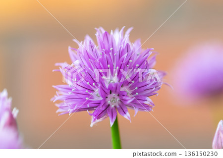 Chives, Allium schoenoprasum purple flowers and leaves, closeup macro of bloom flower. Popular garden plant, usage in kitchen and cooking. Chives, Allium schoenoprasum purple flowers and leaves, closeup macro of bloom flower. Popular garden plant, usage in kitchen and cooking. 136150230