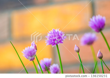 Chives, Allium schoenoprasum purple flowers and leaves, closeup macro of bloom flower. Popular garden plant, usage in kitchen and cooking. Chives, Allium schoenoprasum purple flowers and leaves, closeup macro of bloom flower. Popular garden plant, usage in kitchen and cooking. 136150231