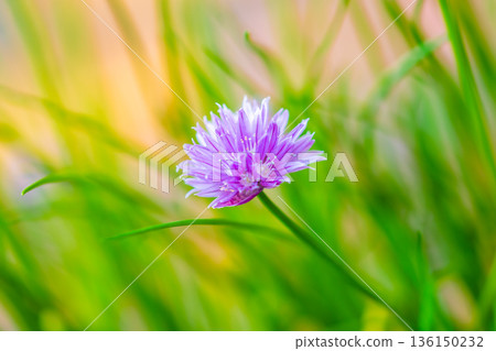 Chives, Allium schoenoprasum purple flowers and leaves, closeup macro of bloom flower. Popular garden plant, usage in kitchen and cooking. Chives, Allium schoenoprasum purple flowers and leaves, closeup macro of bloom flower. Popular garden plant, usage in kitchen and cooking. 136150232