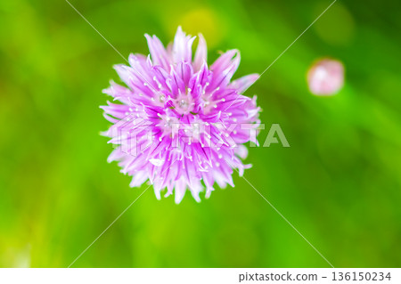 Chives, Allium schoenoprasum purple flowers and leaves, closeup macro of bloom flower. Popular garden plant, usage in kitchen and cooking. 136150234