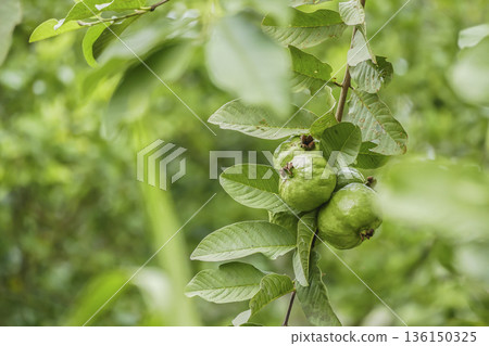 Green guava fruits hanging on tree in tropical garden Green guava fruits hanging on tree in tropical garden 136150325