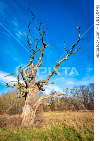 Ancient dead tree with blue sky in background. Winter time. 136150445
