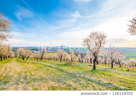 Almond tree orchard near Hustopece city in bloom. Landscape view near Palava hills, south moravia region. Beautiful spring weather during sunset. 136150503