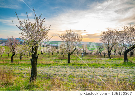Almond tree orchard near Hustopece city in bloom. Landscape view near Palava hills, south moravia region. Beautiful spring weather during sunset. Almond tree orchard near Hustopece city in bloom. Landscape view near Palava hills, south moravia region. Beautiful spring weather during sunset. 136150507