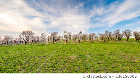 Lookout tower near Hustopece city, placed in blooming almond tree orchard. South Moravia region, Czech Republic. Spring weather during sunset. 136150509