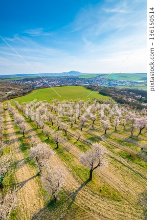 Almond tree orchard near Hustopece city in bloom. Landscape view near Palava hills, south moravia region. Beautiful spring weather during sunset. Almond tree orchard near Hustopece city in bloom. Landscape view near Palava hills, south moravia region. Beautiful spring weather during sunset. 136150514