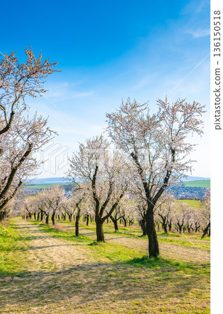 Almond tree orchard near Hustopece city in bloom. Landscape view near Palava hills, south moravia region. Beautiful spring weather during sunset. Almond tree orchard near Hustopece city in bloom. Landscape view near Palava hills, south moravia region. Beautiful spring weather during sunset. 136150518