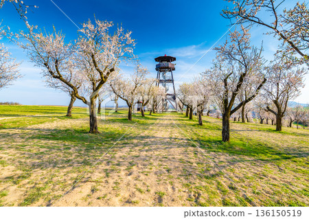 Lookout tower near Hustopece city, placed in blooming almond tree orchard. South Moravia region, Czech Republic. Spring weather during sunset. Lookout tower near Hustopece city, placed in blooming almond tree orchard. South Moravia region, Czech Republic. Spring weather during sunset. 136150519