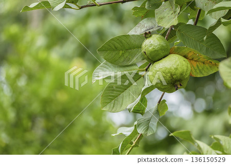 Green guava fruits hanging on tree in tropical garden Green guava fruits hanging on tree in tropical garden 136150529