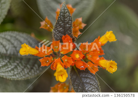 Close up of Episcia cupreata orange flower on tree in tropical garden 136150578