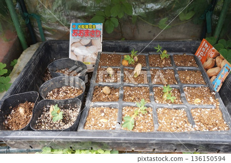 peanuts peanuts 136150594