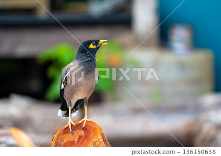 Common Myna bird, latin name Acridotheres Tristis Tristis, is sitting on the trunk. Bamboo island, Thailand. Common Myna bird, latin name Acridotheres Tristis Tristis, is sitting on the trunk. Bamboo island, Thailand. 136150638