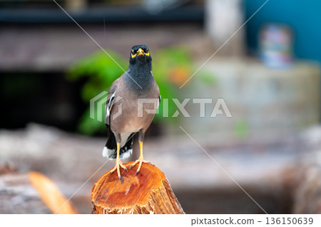 Common Myna bird, latin name Acridotheres Tristis Tristis, is sitting on the trunk. Bamboo island, Thailand. Common Myna bird, latin name Acridotheres Tristis Tristis, is sitting on the trunk. Bamboo island, Thailand. 136150639