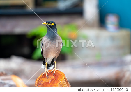 Common Myna bird, latin name Acridotheres Tristis Tristis, is sitting on the trunk. Bamboo island, Thailand. Common Myna bird, latin name Acridotheres Tristis Tristis, is sitting on the trunk. Bamboo island, Thailand. 136150640