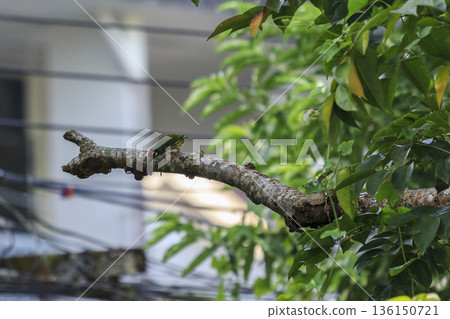 Coppersmith barbet megalaima haemacephala birds in tropical garden Coppersmith barbet megalaima haemacephala birds in tropical garden 136150721