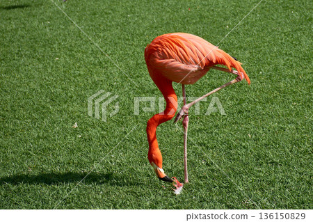 A pink flamingo standing on one leg while feeding on the grass at Loro Parque Tenerife, Canary Islands. 136150829