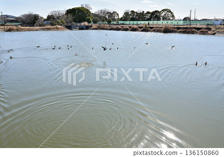 Walking around Koshigaya: Dewa Park, Shichizamachi, Koshigaya City 136150860