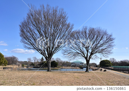 Walking around Koshigaya: Dewa Park, Shichizamachi, Koshigaya City 136150861