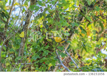 Oriole bird on tree branch in tropical garden 136151056